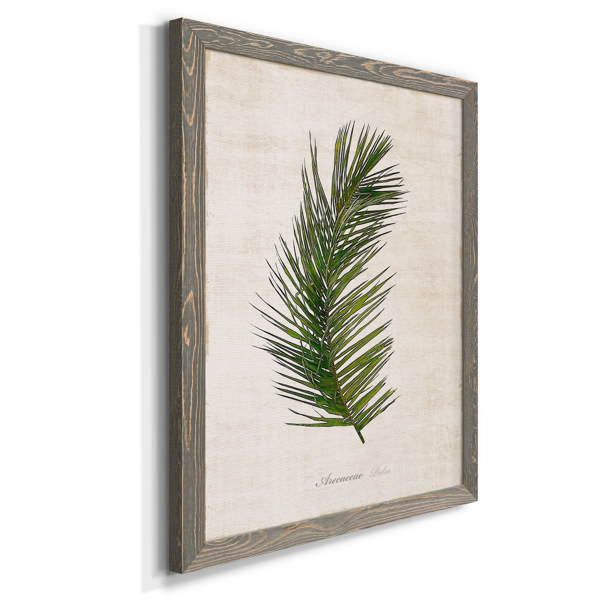 Palm Botanical II - Barnwood Framed Canvas Print