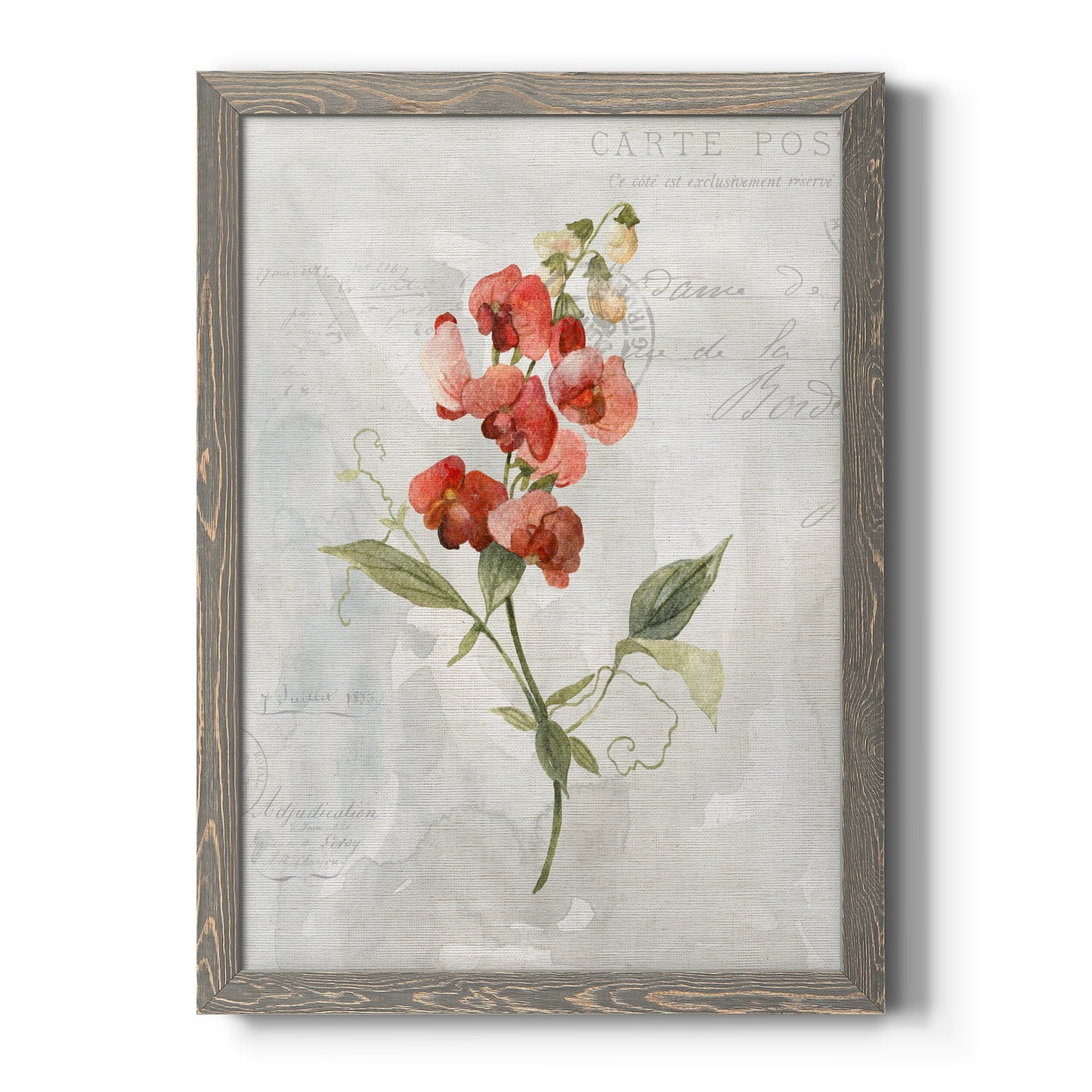 Linen Sweet Pea - Barnwood Framed Canvas Print