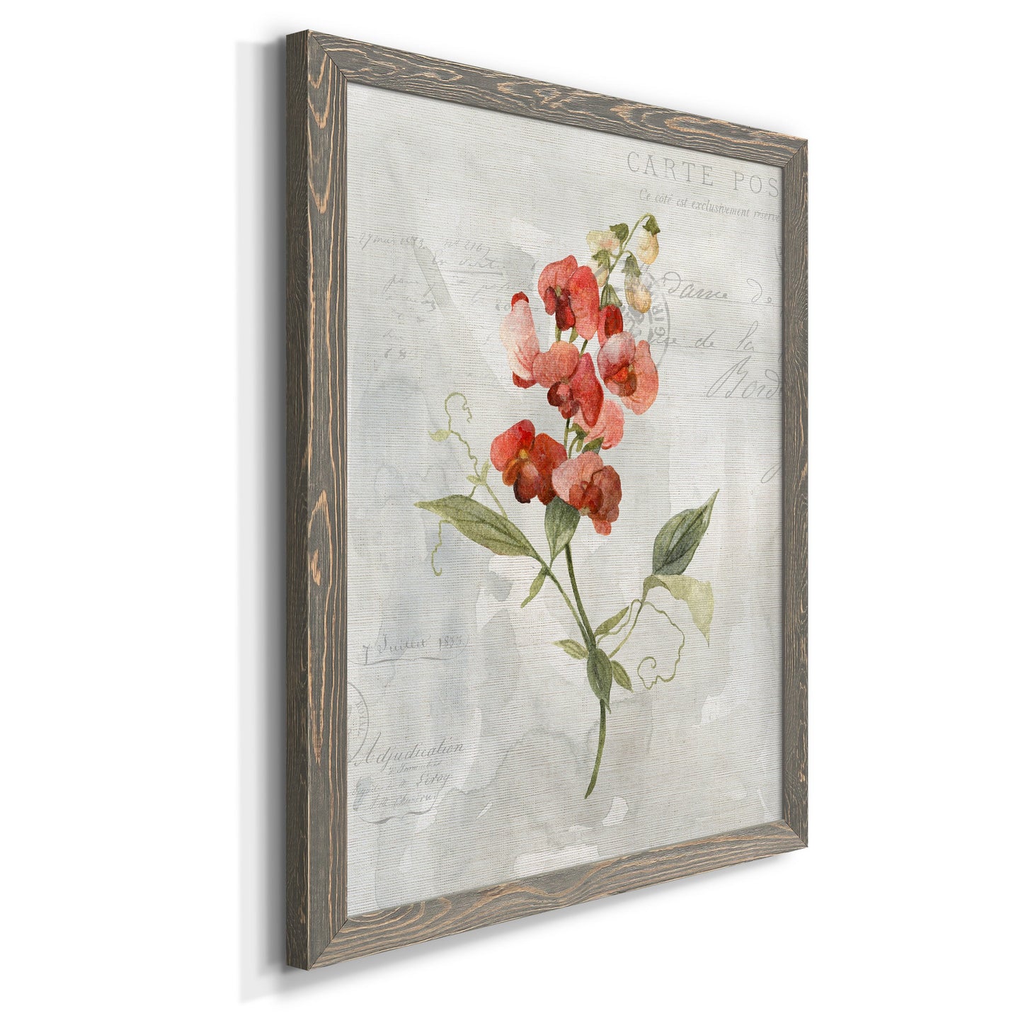 Linen Sweet Pea - Barnwood Framed Canvas Print