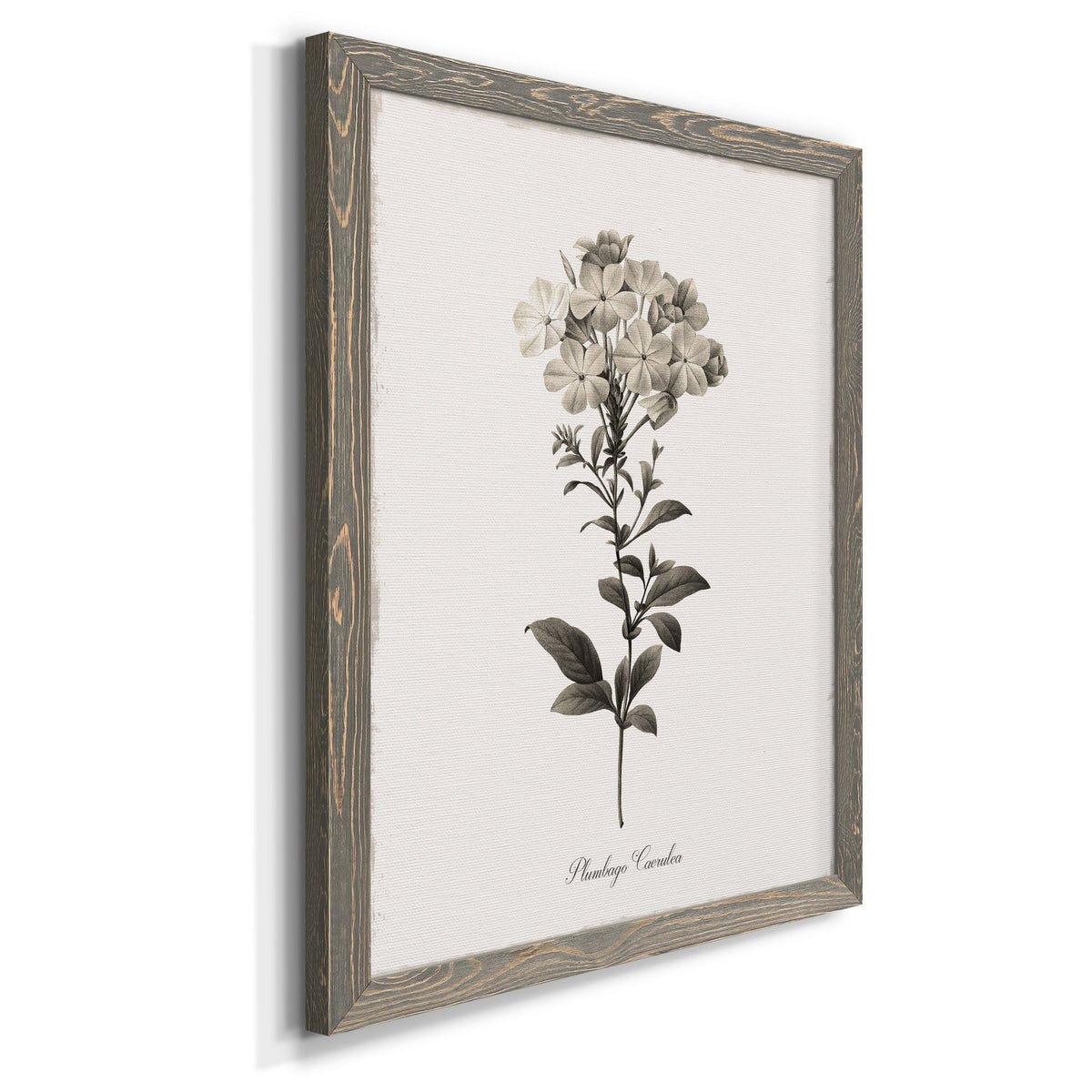 Sketchbook Leadwort - Barnwood Framed Canvas Print