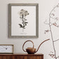 Sketchbook Leadwort - Barnwood Framed Canvas Print
