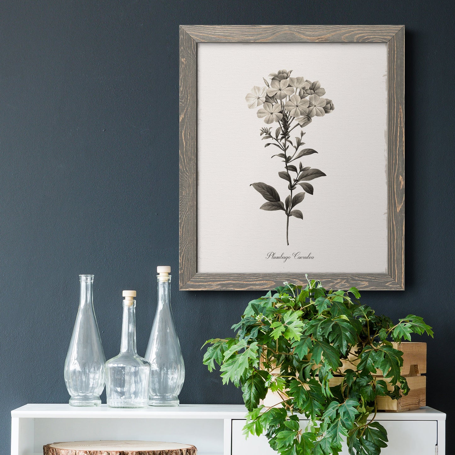 Sketchbook Leadwort - Barnwood Framed Canvas Print
