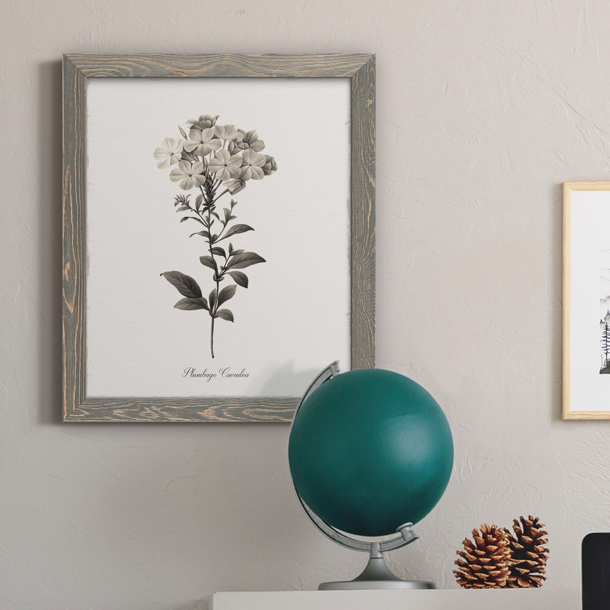 Sketchbook Leadwort - Barnwood Framed Canvas Print