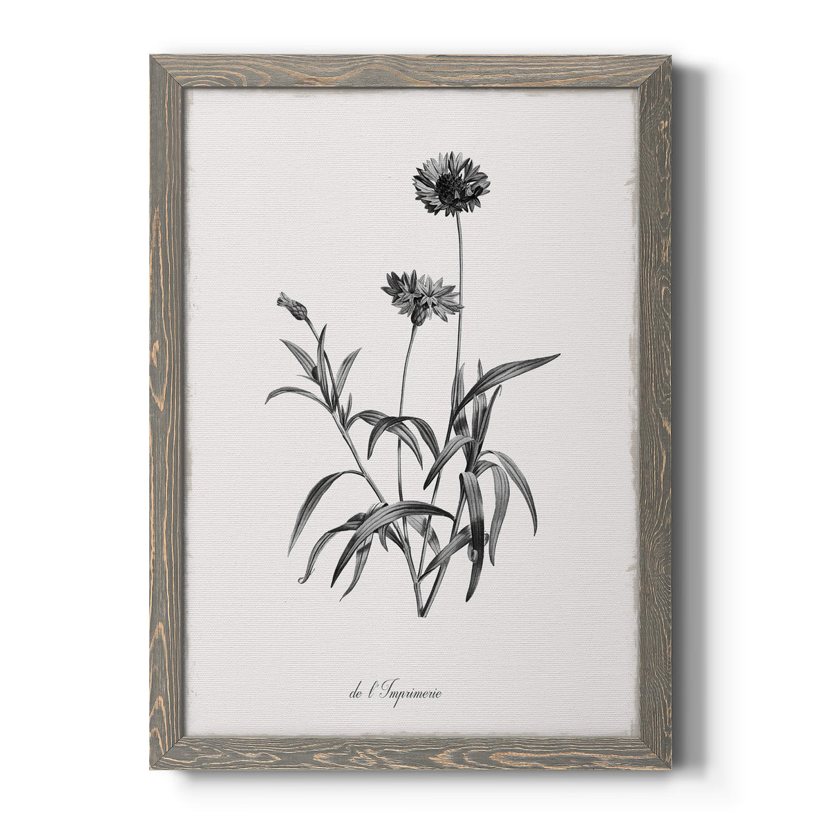 Simply Imperial - Barnwood Framed Canvas Print