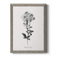 Simply Cape Leadwort - Barnwood Framed Canvas Print