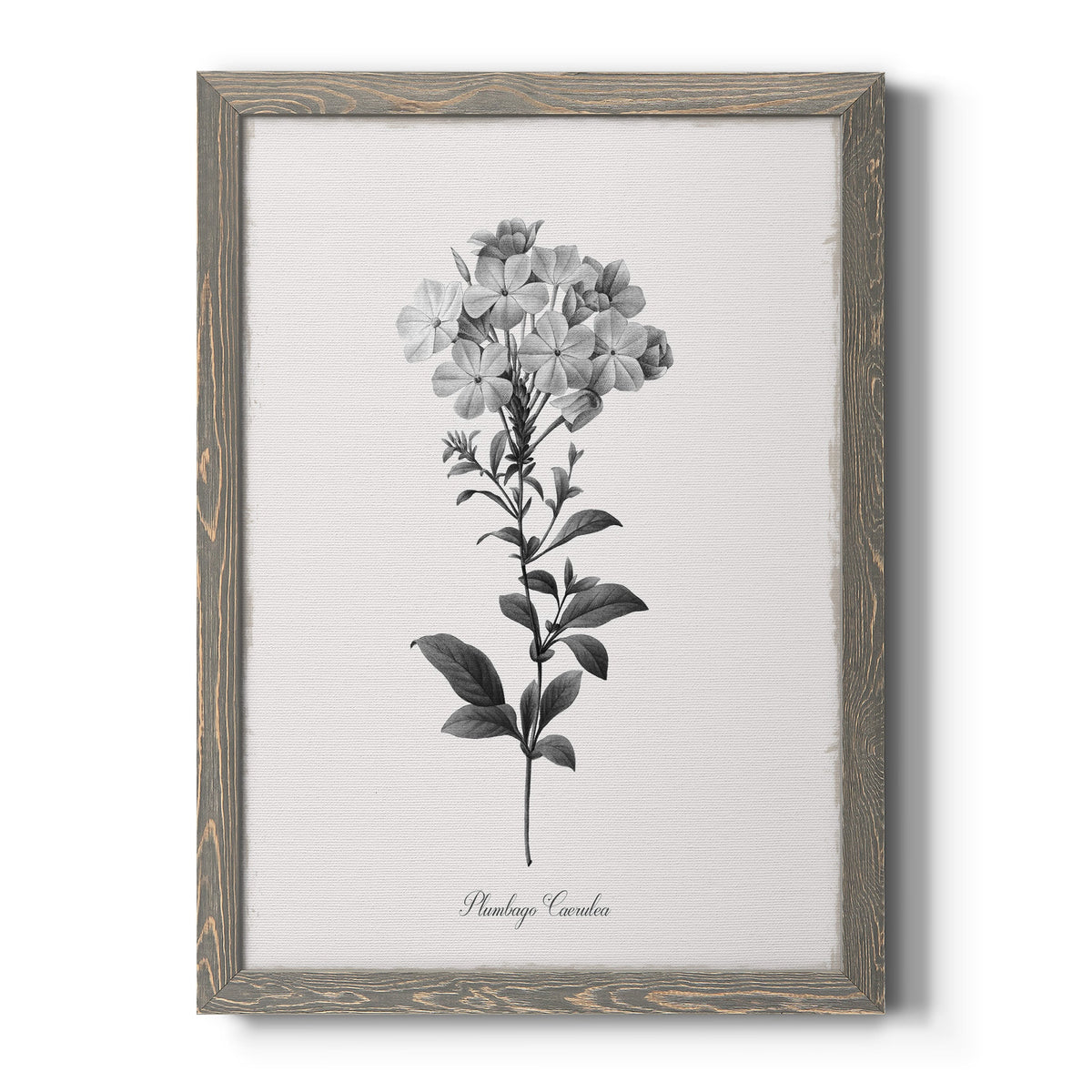 Simply Cape Leadwort - Barnwood Framed Canvas Print
