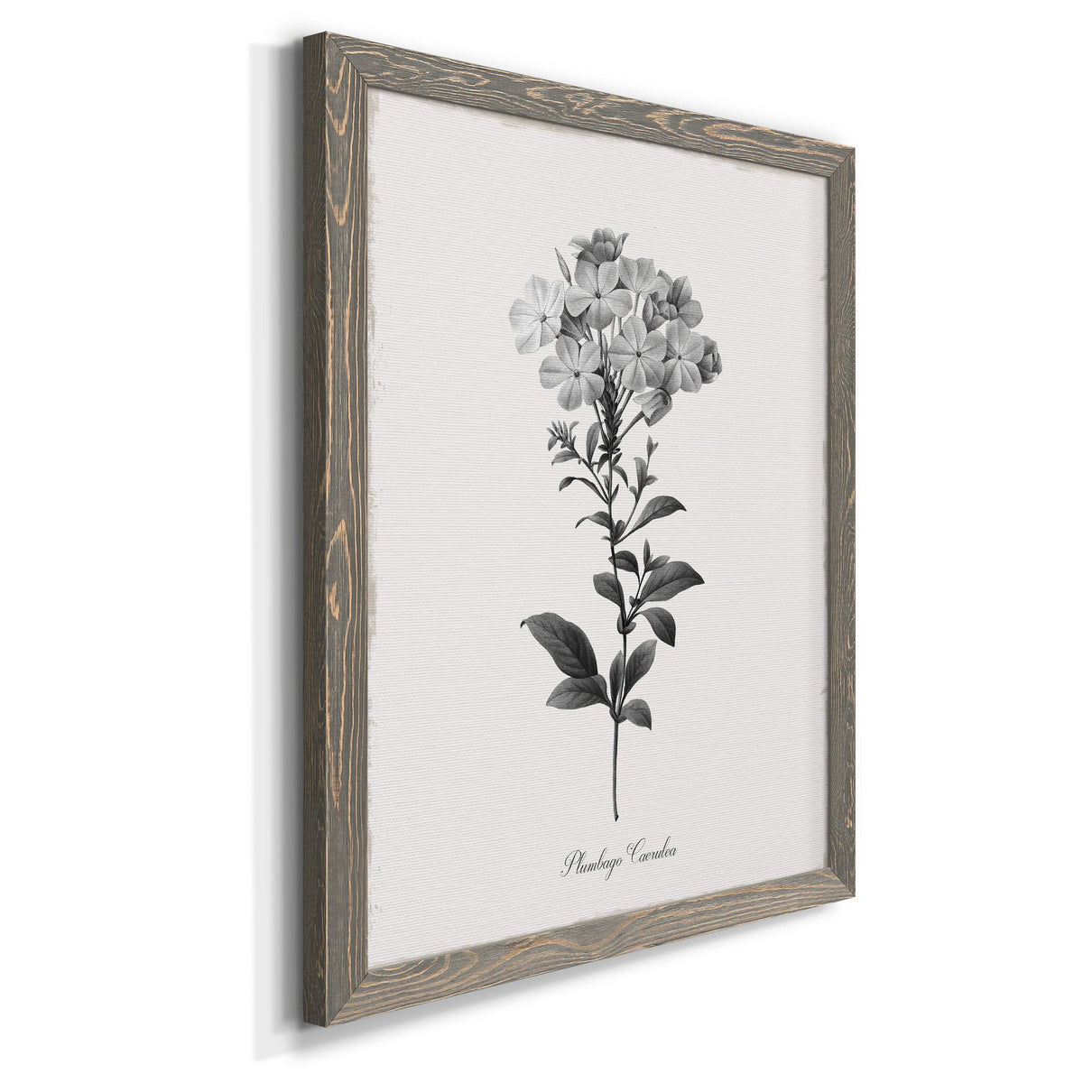 Simply Cape Leadwort - Barnwood Framed Canvas Print