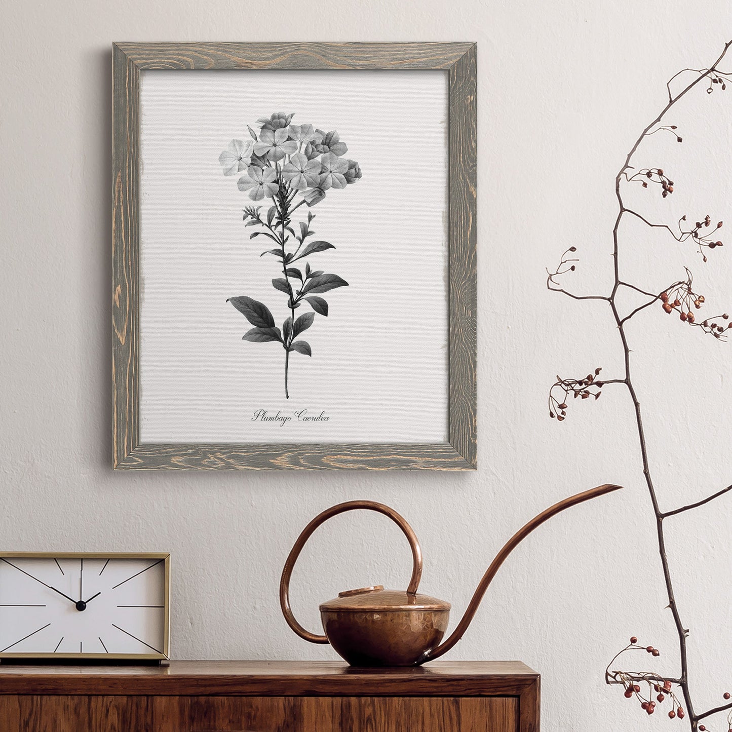 Simply Cape Leadwort - Barnwood Framed Canvas Print