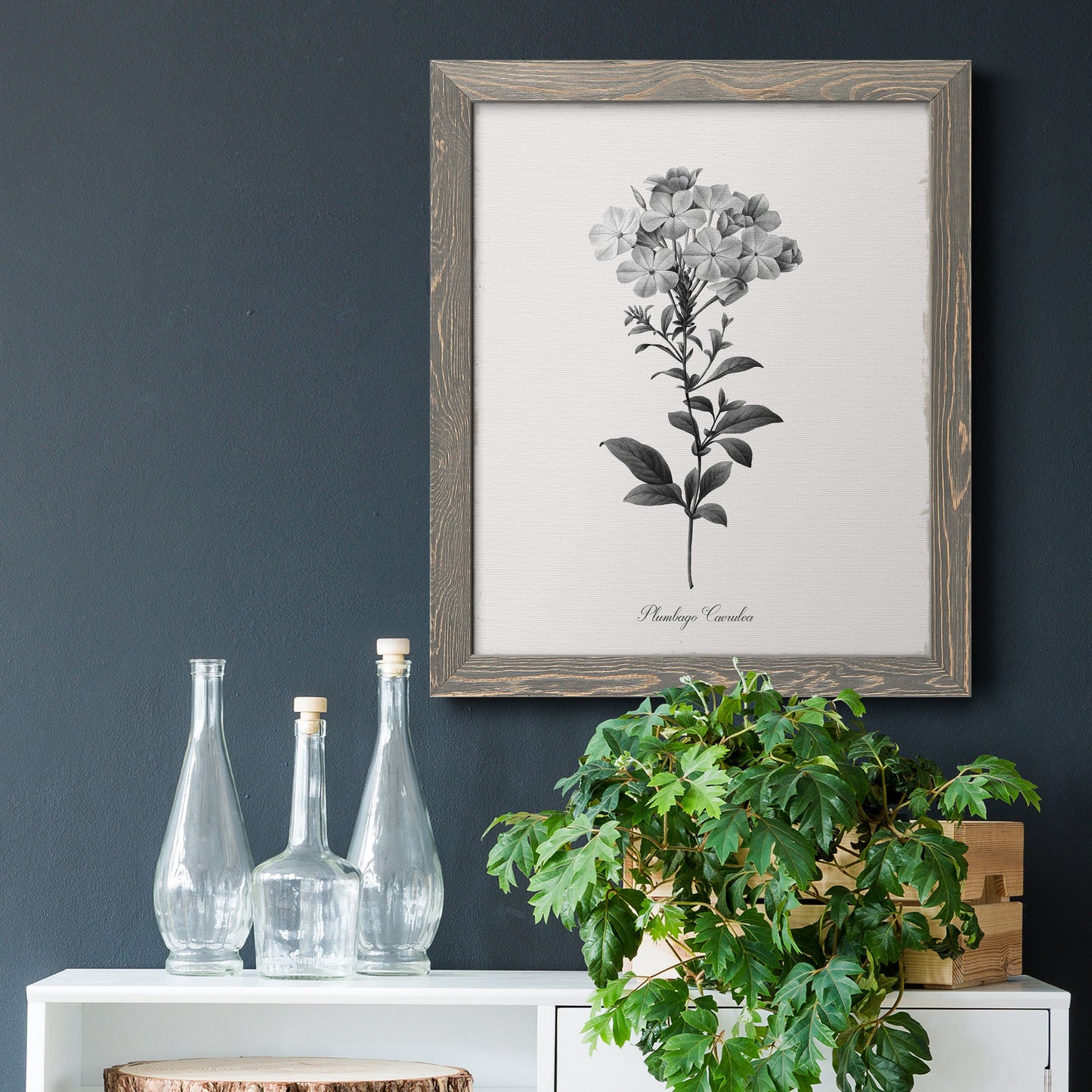 Simply Cape Leadwort - Barnwood Framed Canvas Print