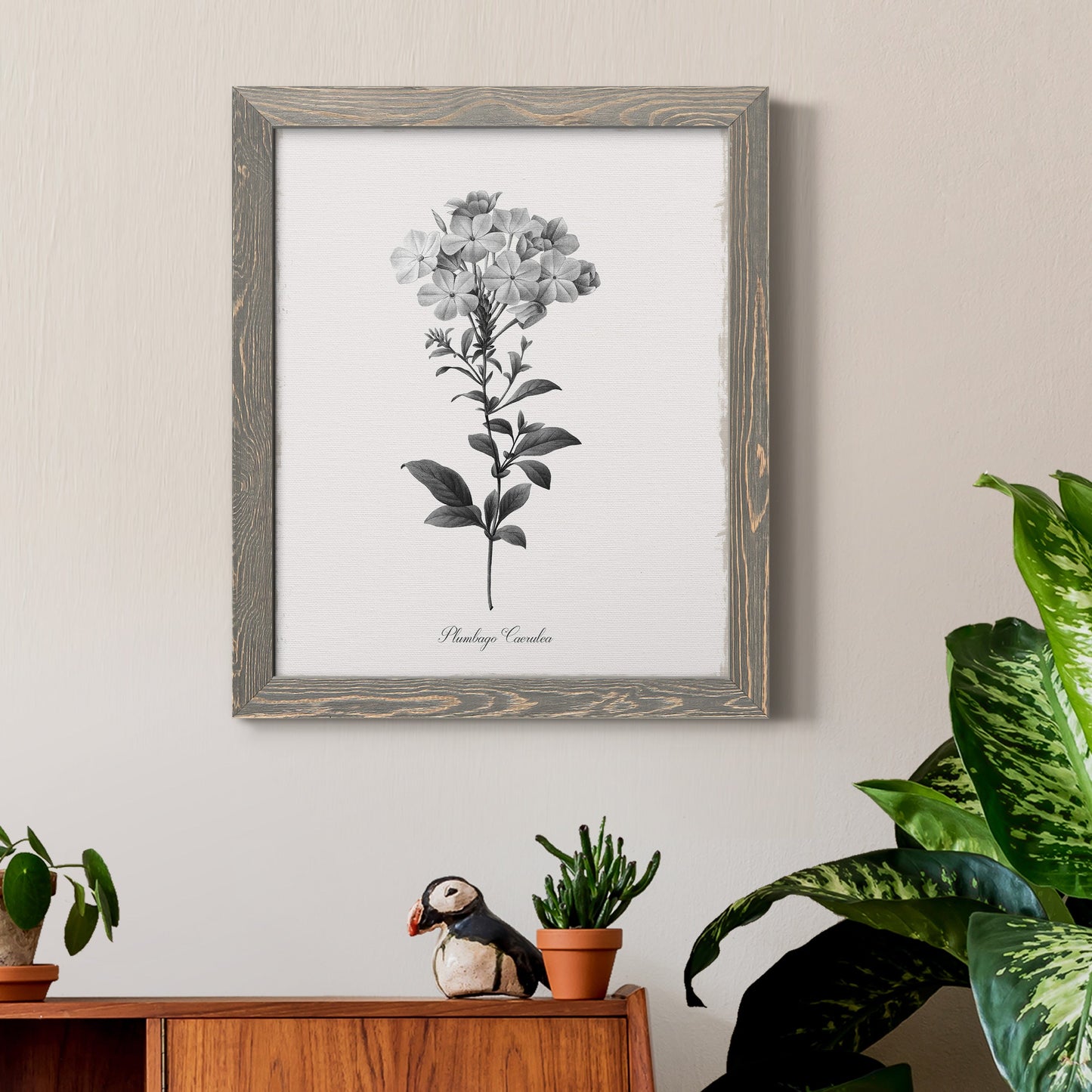 Simply Cape Leadwort - Barnwood Framed Canvas Print