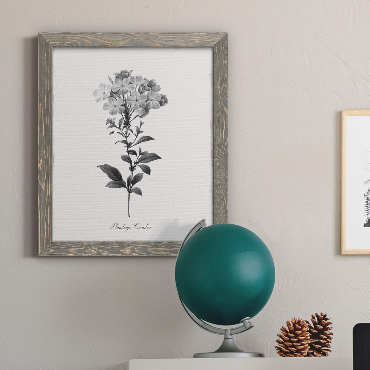 Simply Cape Leadwort - Barnwood Framed Canvas Print