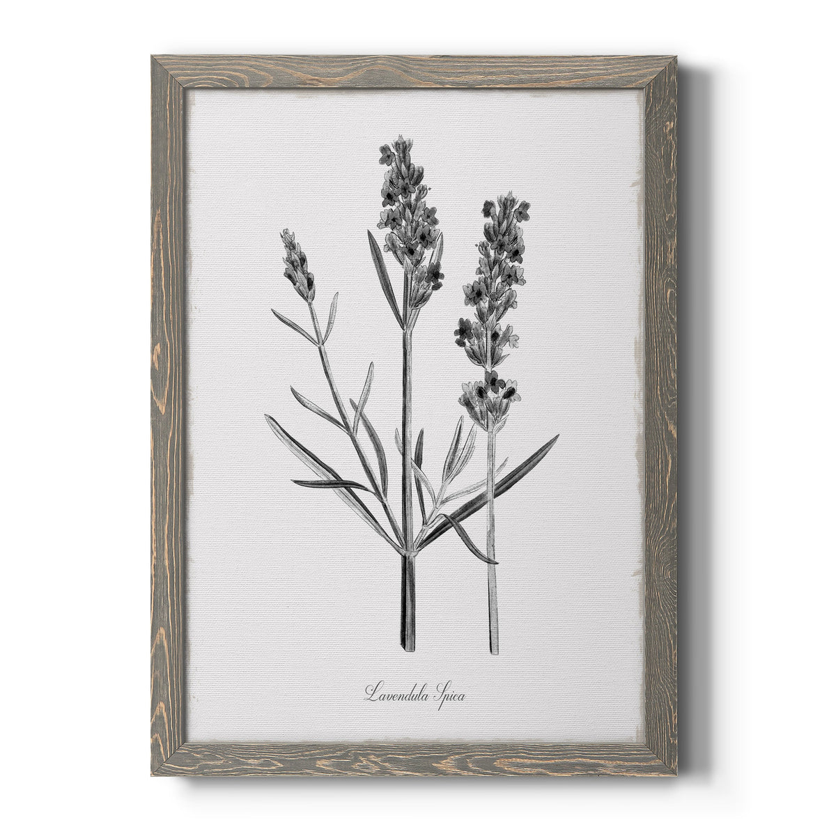 Simply Lavender - Barnwood Framed Canvas Print