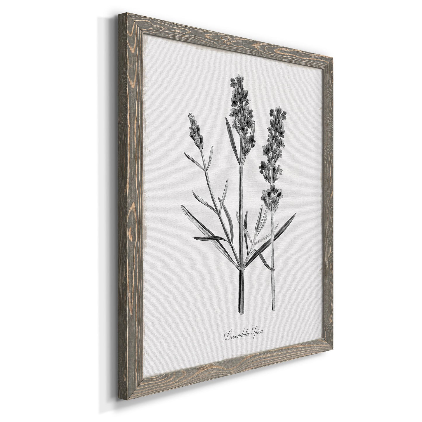 Simply Lavender - Barnwood Framed Canvas Print