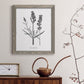 Simply Lavender - Barnwood Framed Canvas Print