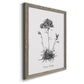 Simply Caladrinia - Barnwood Framed Canvas Print