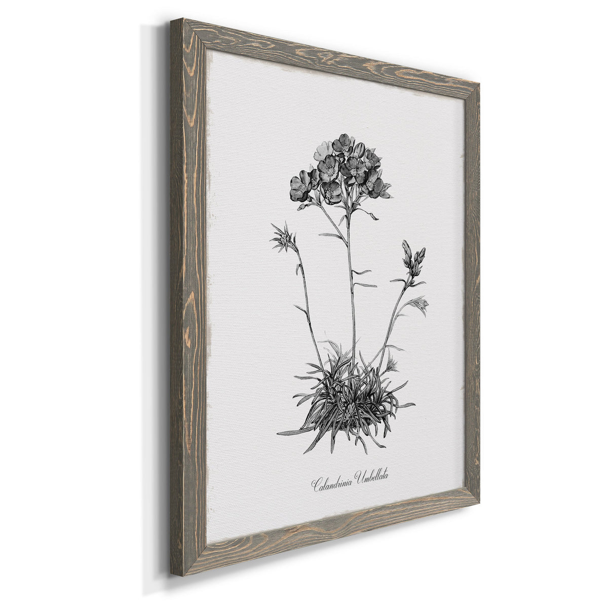 Simply Caladrinia - Barnwood Framed Canvas Print