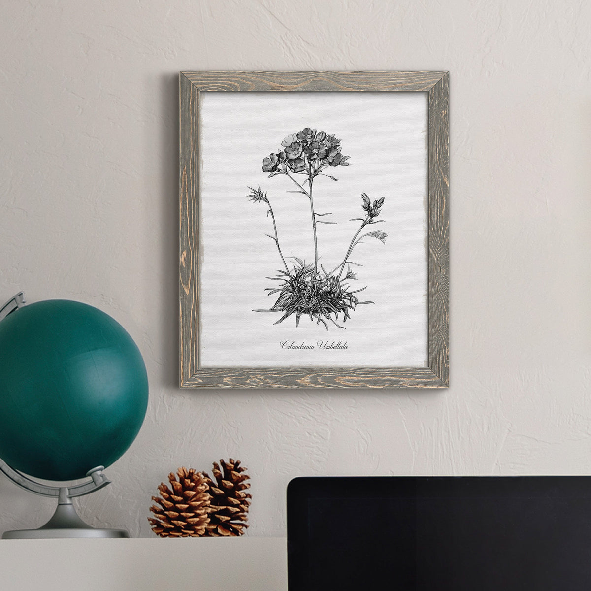 Simply Caladrinia - Barnwood Framed Canvas Print