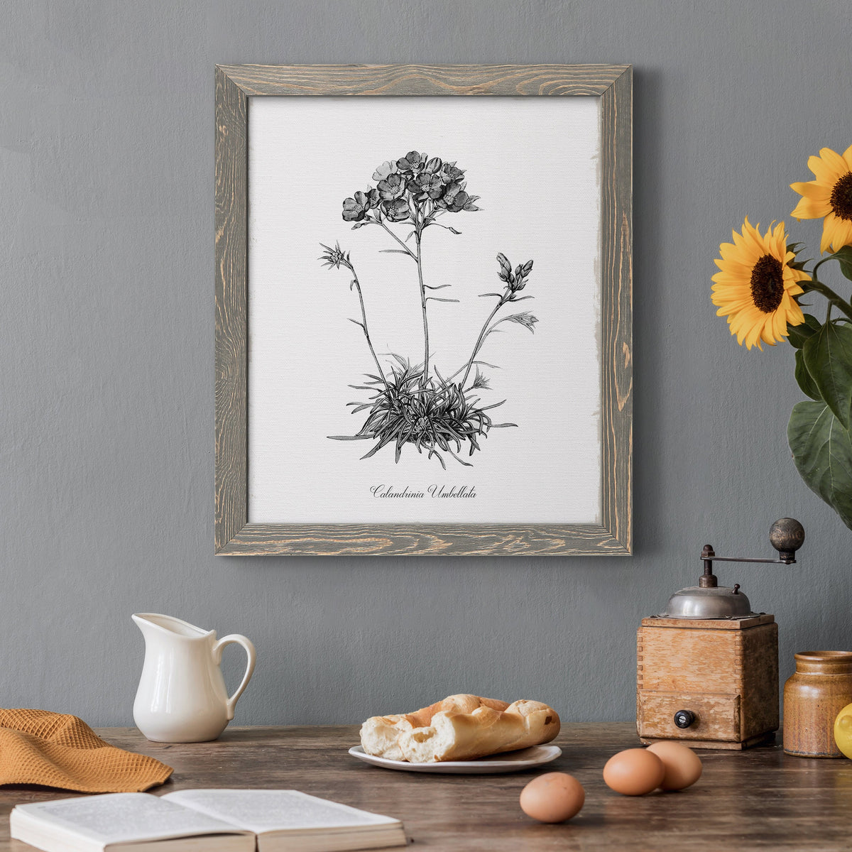 Simply Caladrinia - Barnwood Framed Canvas Print