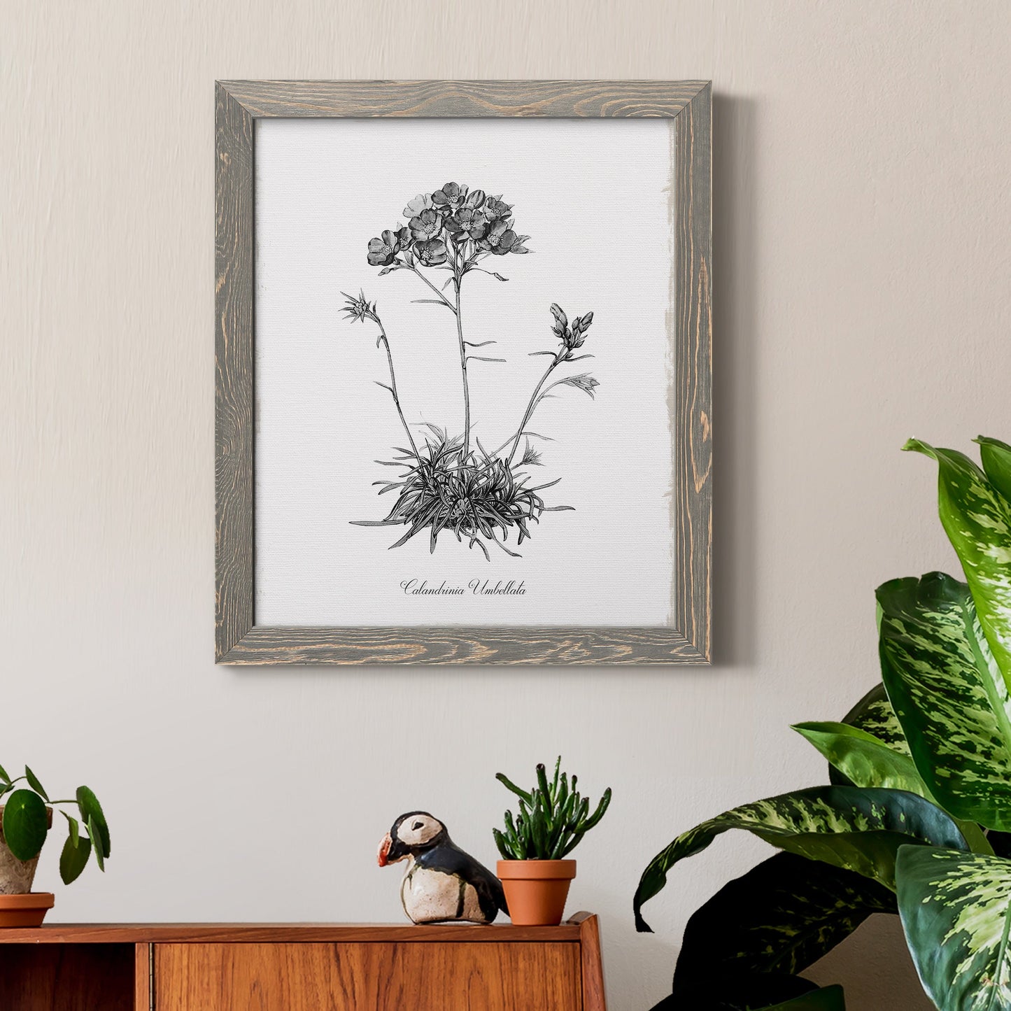Simply Caladrinia - Barnwood Framed Canvas Print