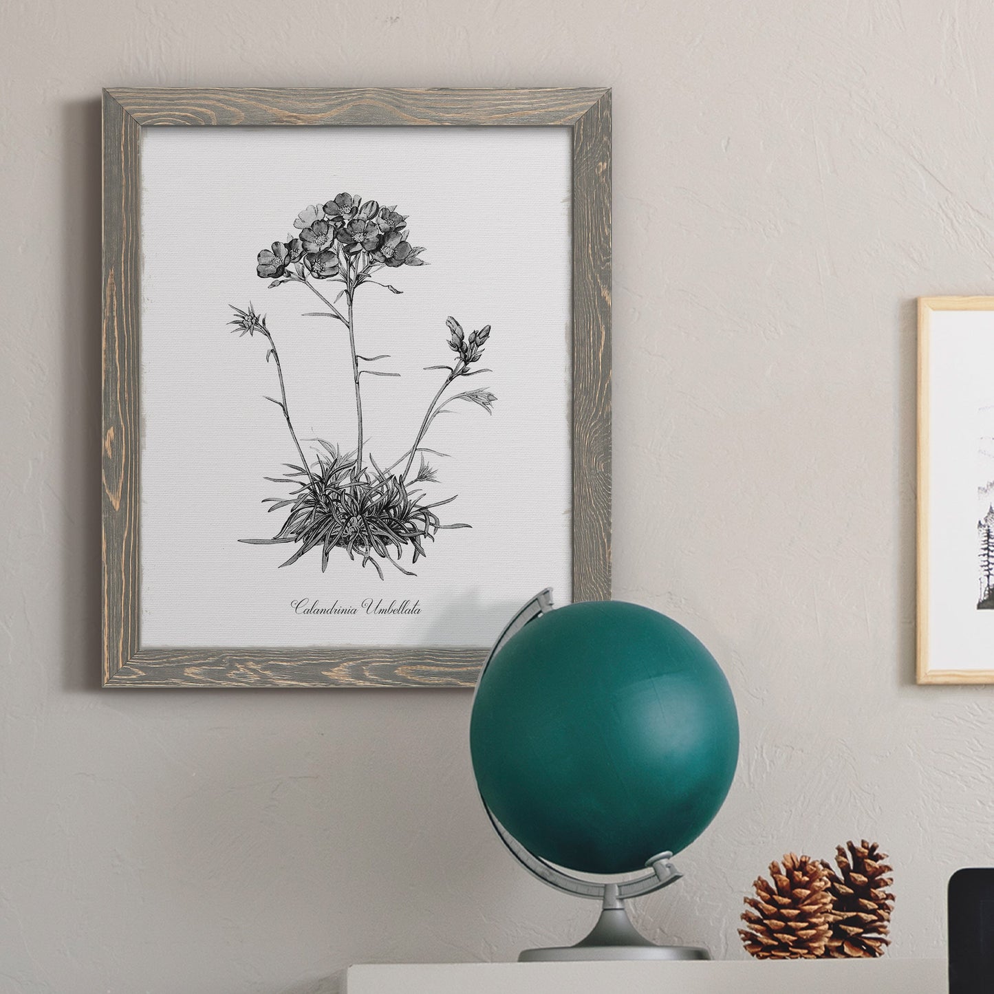 Simply Caladrinia - Barnwood Framed Canvas Print