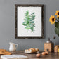 Eucalyptus II - Barnwood Framed Canvas Print