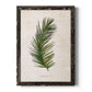Palm Botanical II - Barnwood Framed Canvas Print