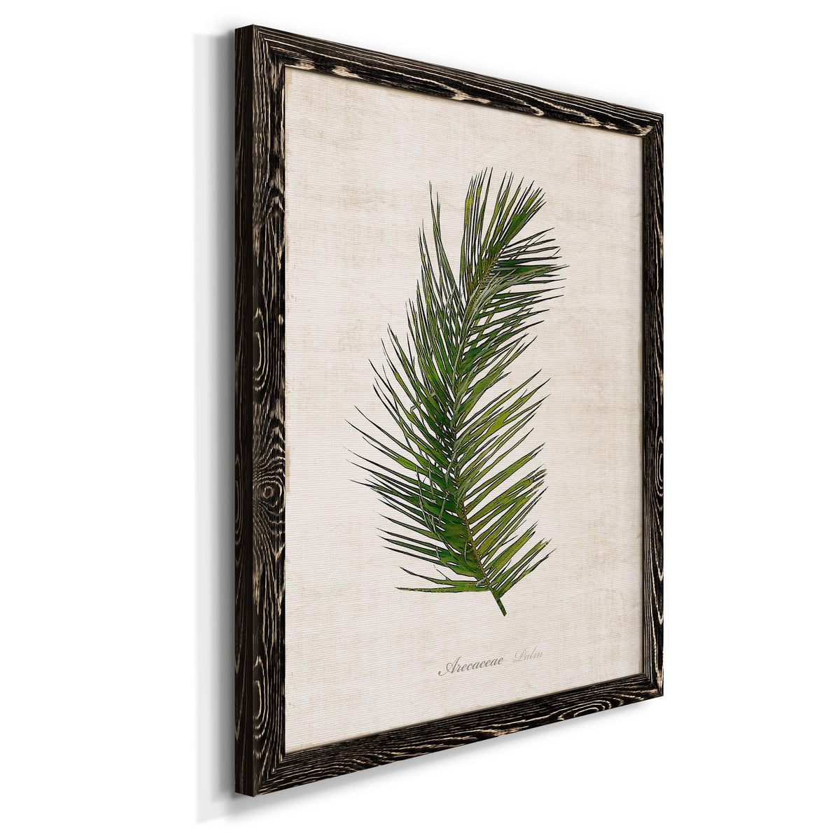 Palm Botanical II - Barnwood Framed Canvas Print
