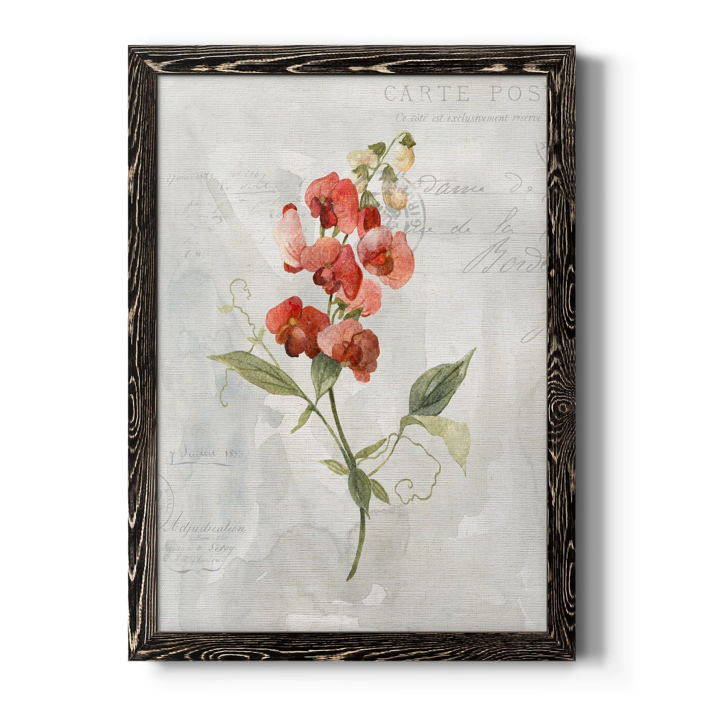 Linen Sweet Pea - Barnwood Framed Canvas Print