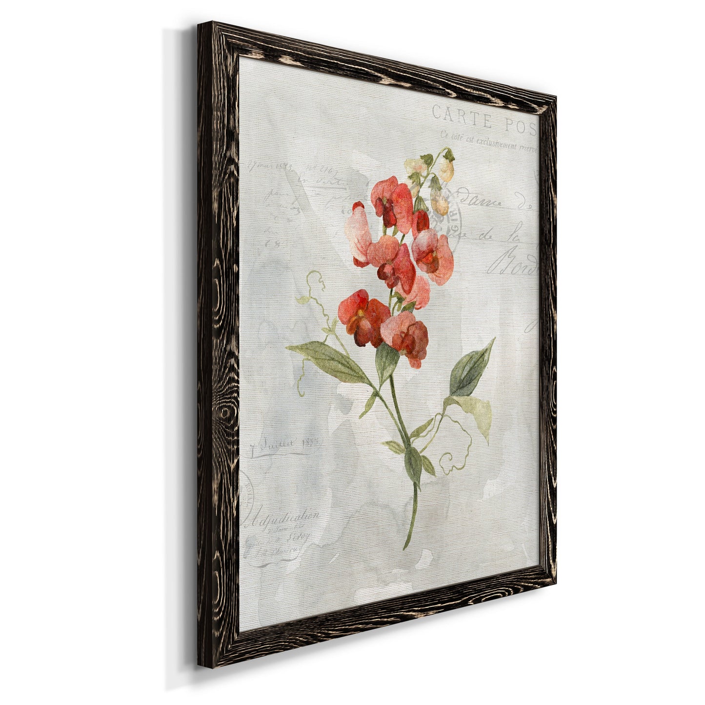 Linen Sweet Pea - Barnwood Framed Canvas Print