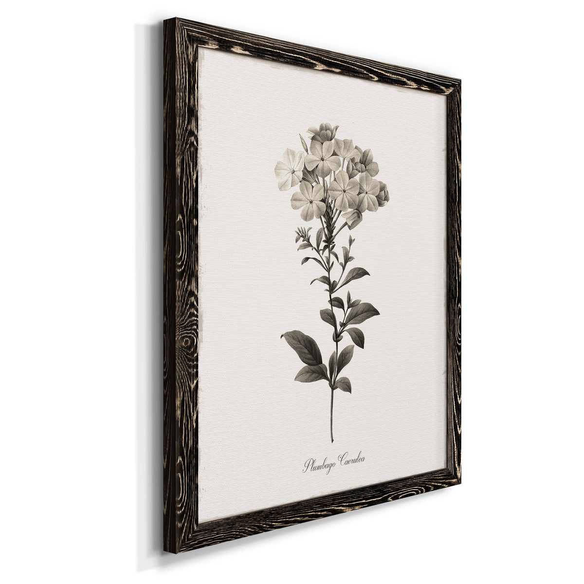 Sketchbook Leadwort - Barnwood Framed Canvas Print