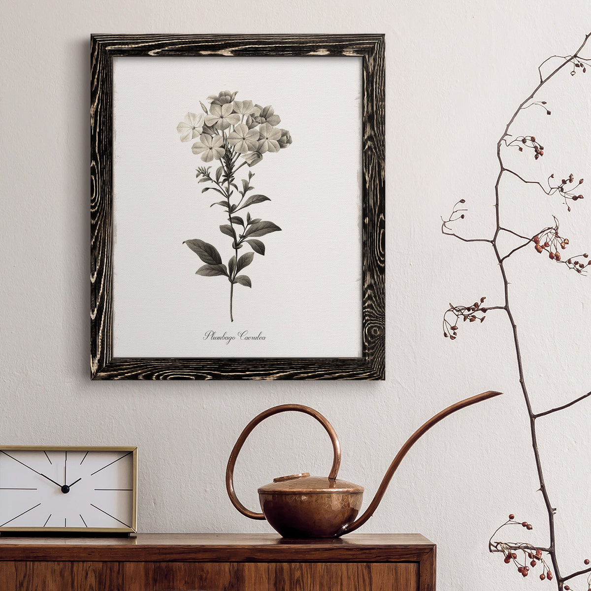 Sketchbook Leadwort - Barnwood Framed Canvas Print