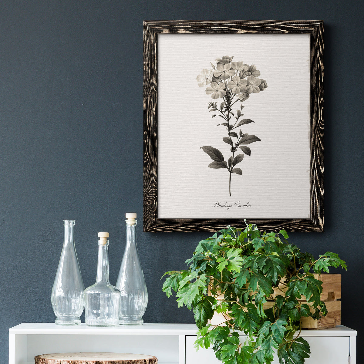 Sketchbook Leadwort - Barnwood Framed Canvas Print