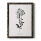 Simply Cape Leadwort - Barnwood Framed Canvas Print