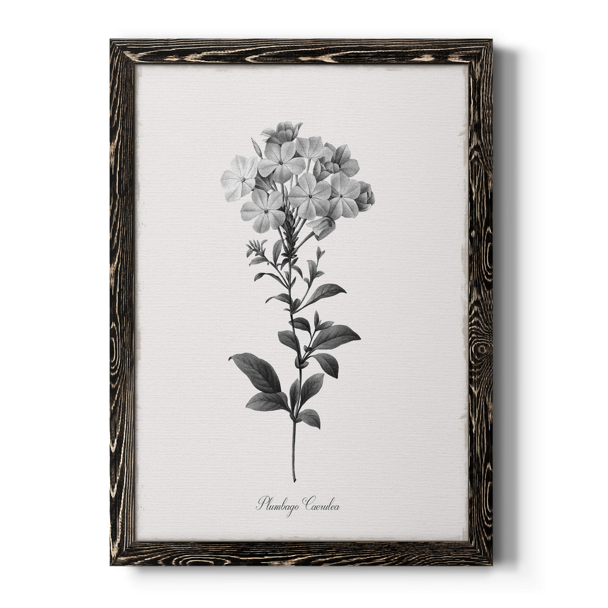 Simply Cape Leadwort - Barnwood Framed Canvas Print