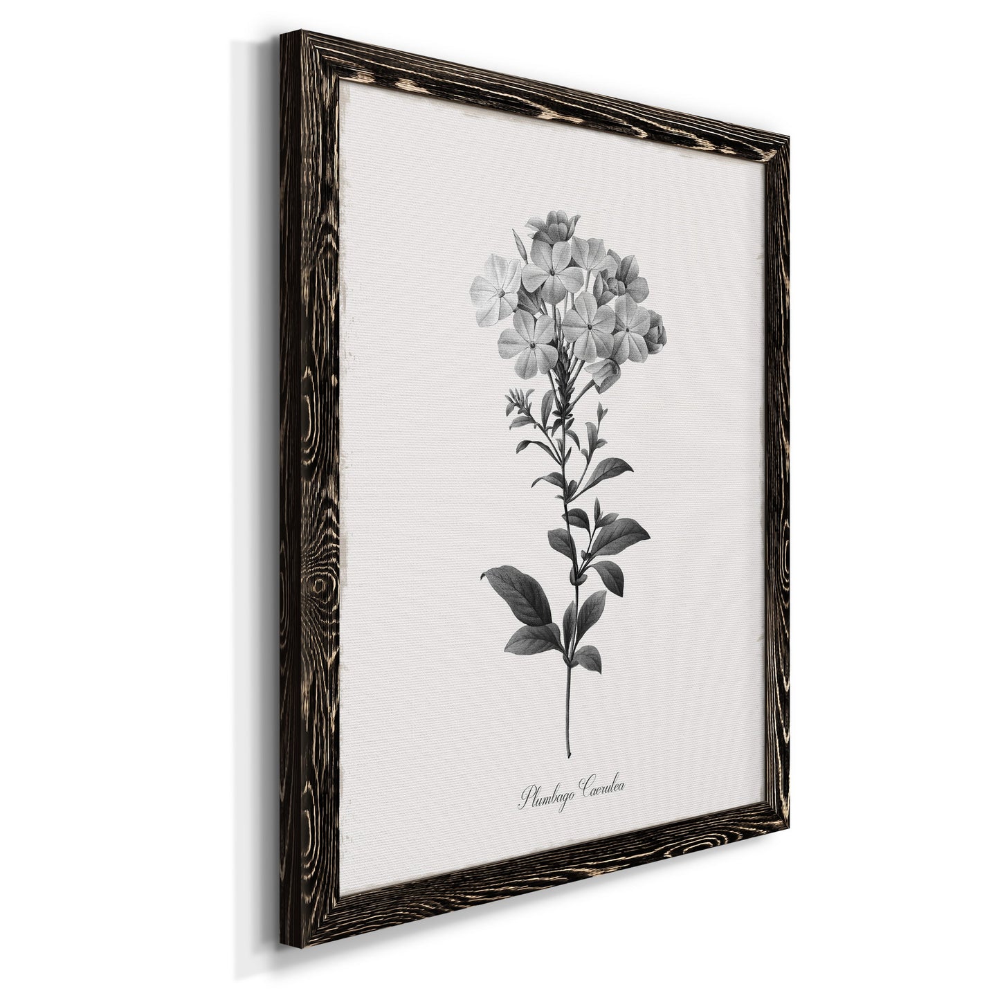 Simply Cape Leadwort - Barnwood Framed Canvas Print