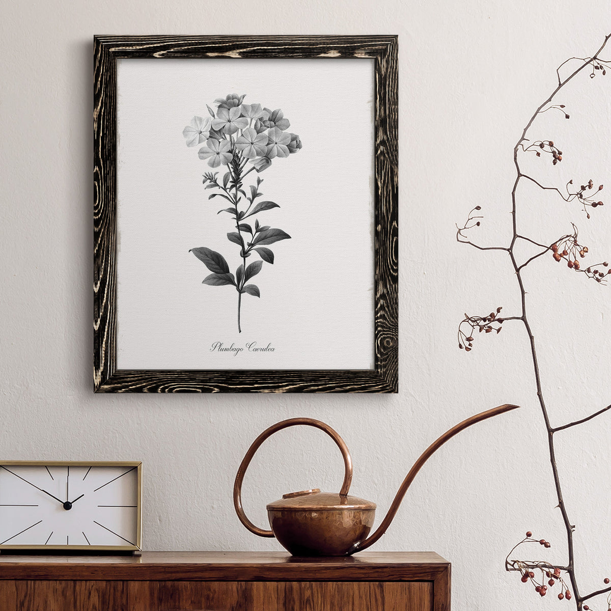 Simply Cape Leadwort - Barnwood Framed Canvas Print