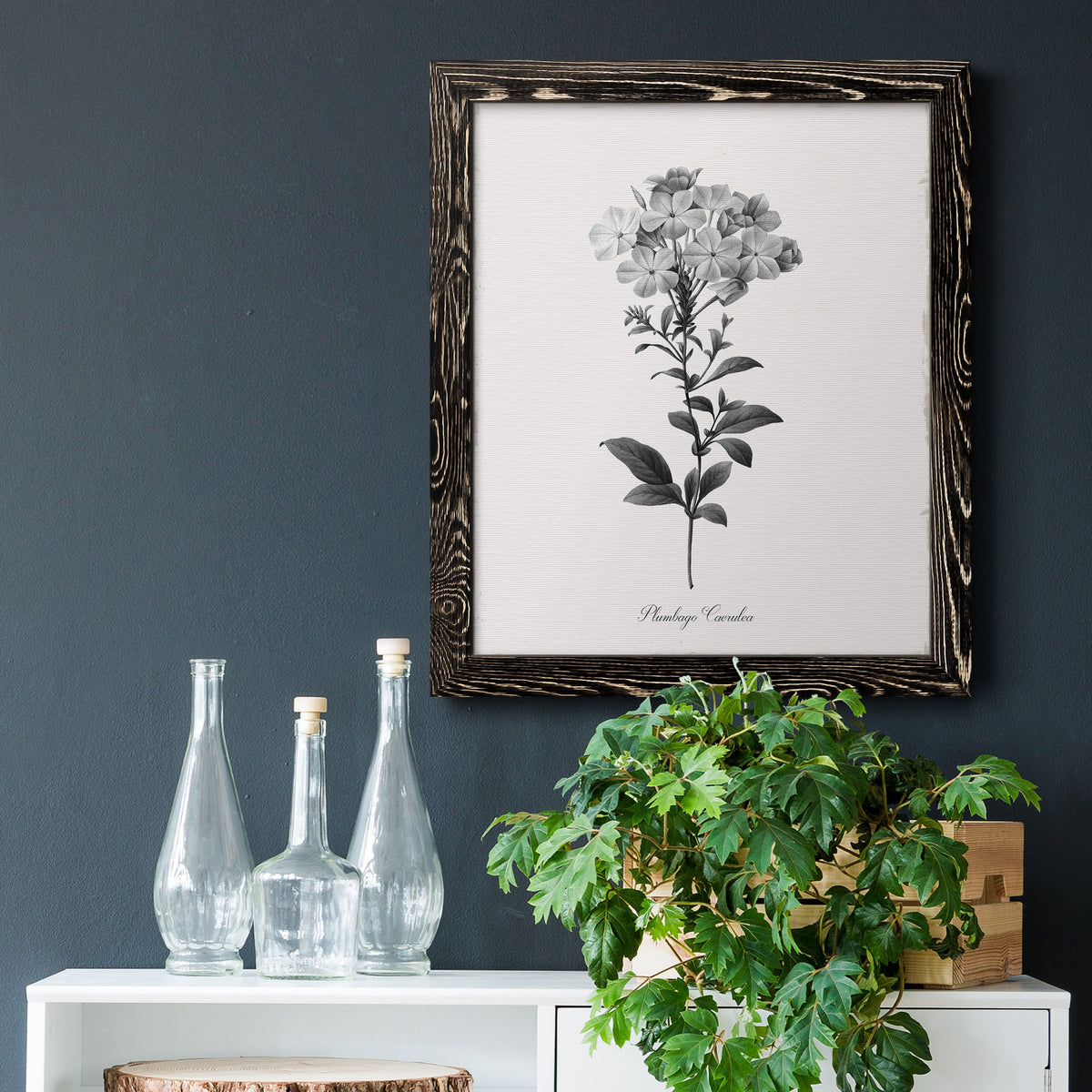 Simply Cape Leadwort - Barnwood Framed Canvas Print