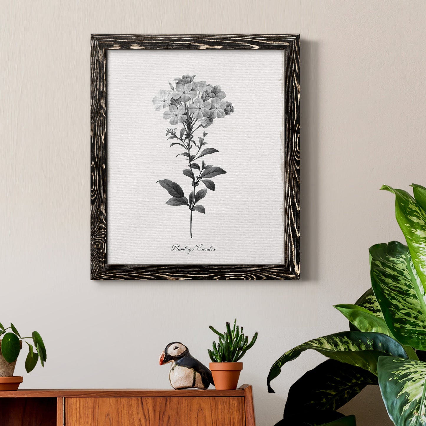Simply Cape Leadwort - Barnwood Framed Canvas Print