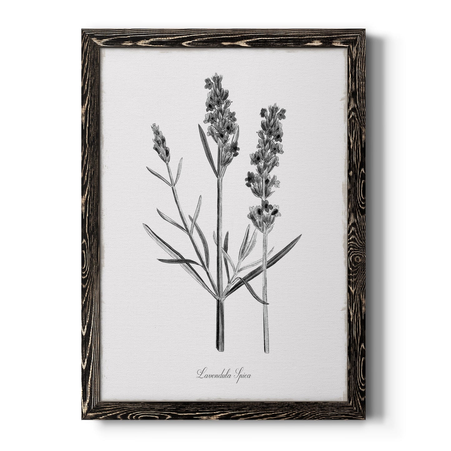 Simply Lavender - Barnwood Framed Canvas Print