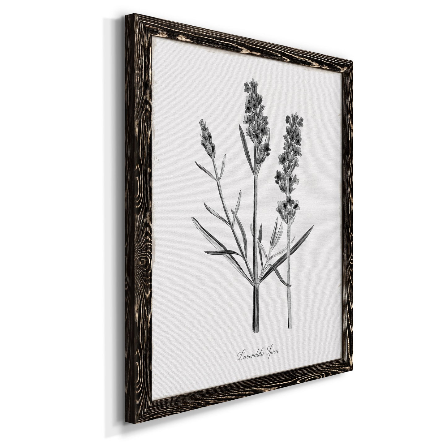 Simply Lavender - Barnwood Framed Canvas Print