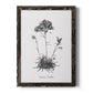 Simply Caladrinia - Barnwood Framed Canvas Print