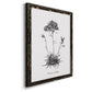 Simply Caladrinia - Barnwood Framed Canvas Print