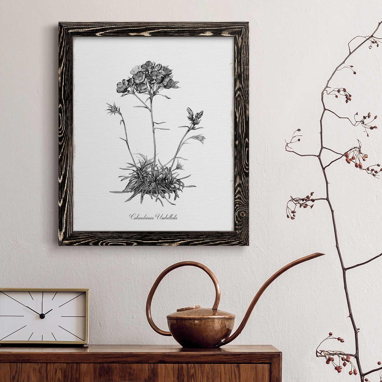Simply Caladrinia - Barnwood Framed Canvas Print