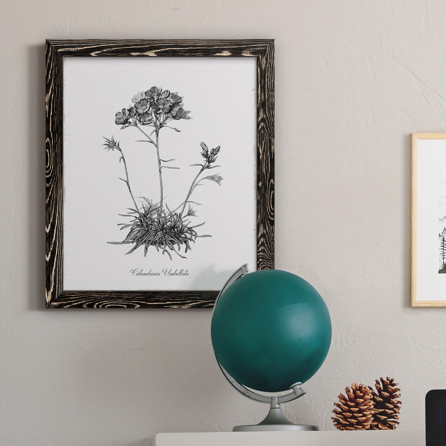 Simply Caladrinia - Barnwood Framed Canvas Print