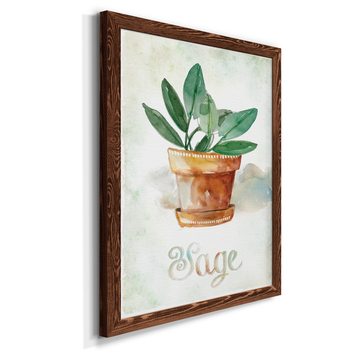 Potted Sage - Barnwood Framed Canvas Print