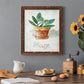 Potted Sage - Barnwood Framed Canvas Print