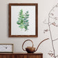 Eucalyptus II - Barnwood Framed Canvas Print