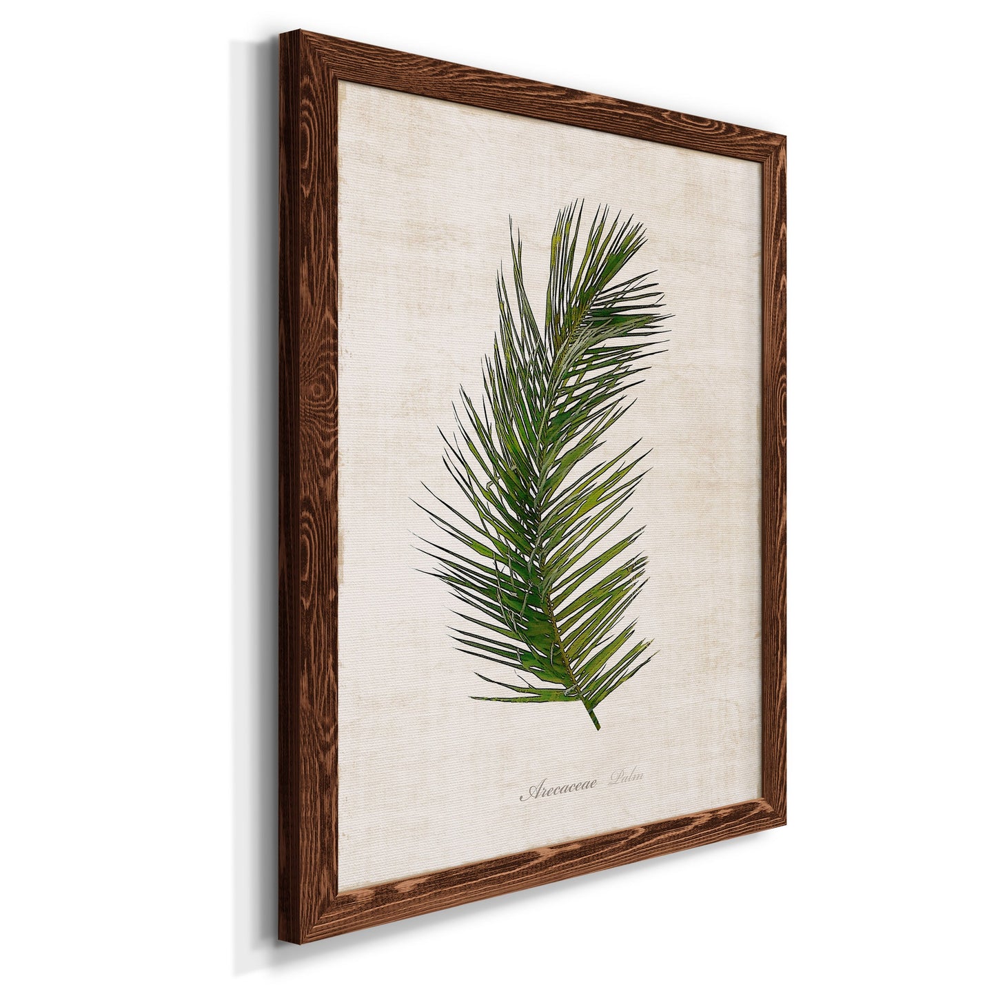 Palm Botanical II - Barnwood Framed Canvas Print