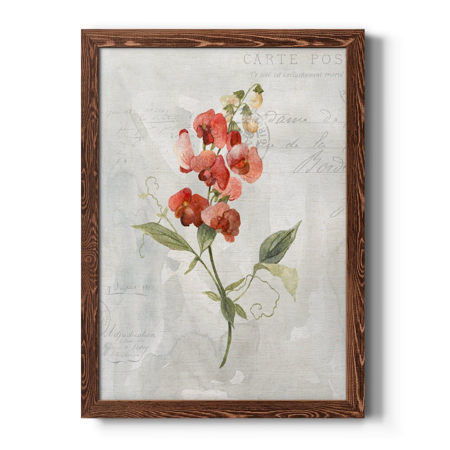 Linen Sweet Pea - Barnwood Framed Canvas Print