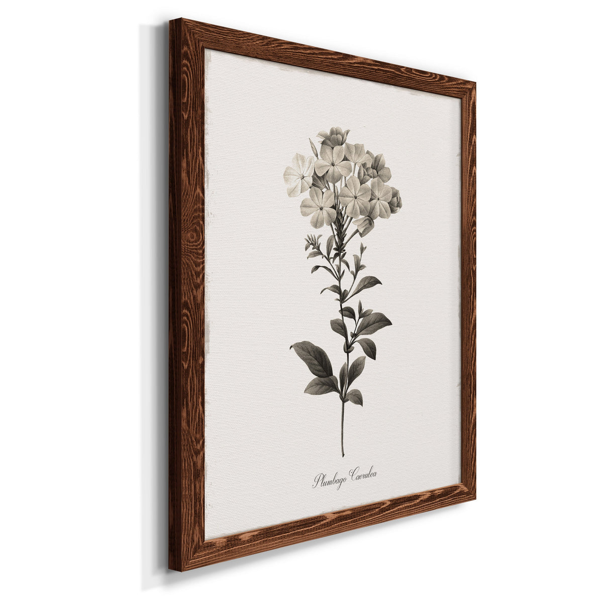 Sketchbook Leadwort - Barnwood Framed Canvas Print